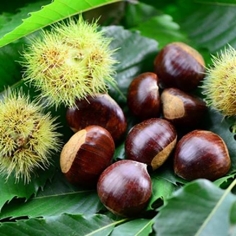 castagne del cuneese